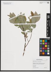 Foto von Salix hastata subsp. subintegrifolia (Flod.) Flod.